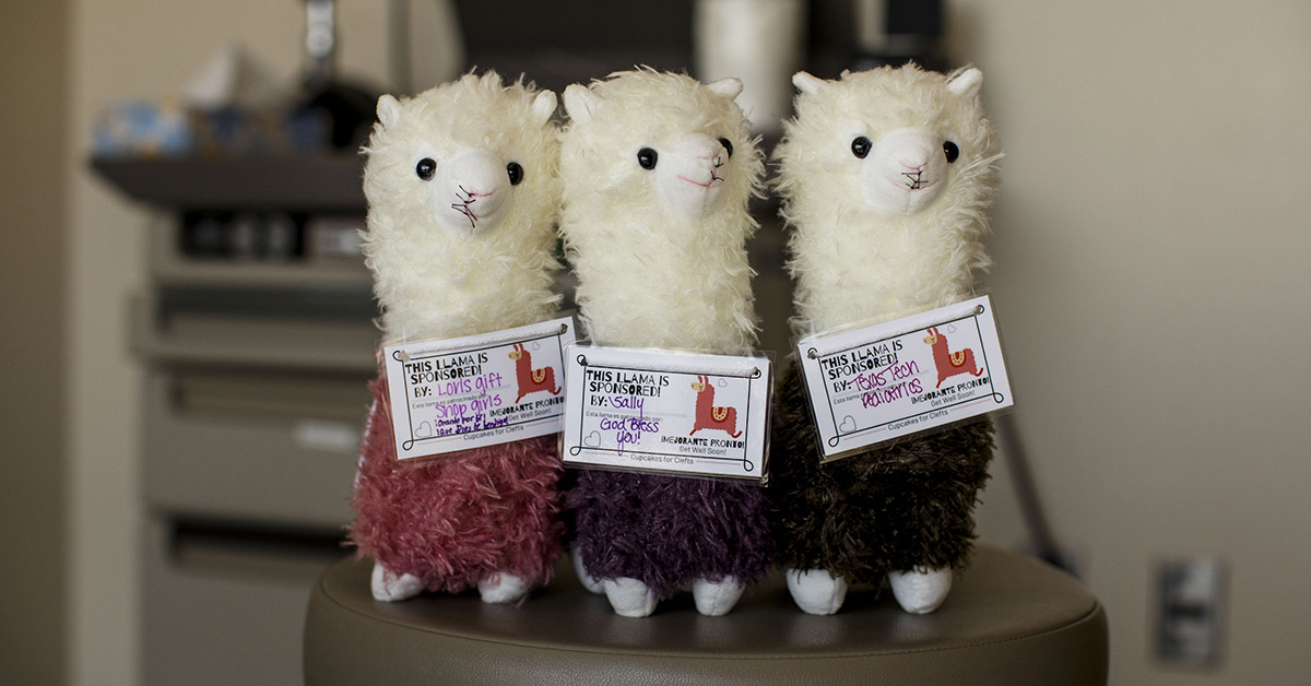 Llamas with cleft lip stitching