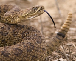 Snake Bites on the Increase in Texas