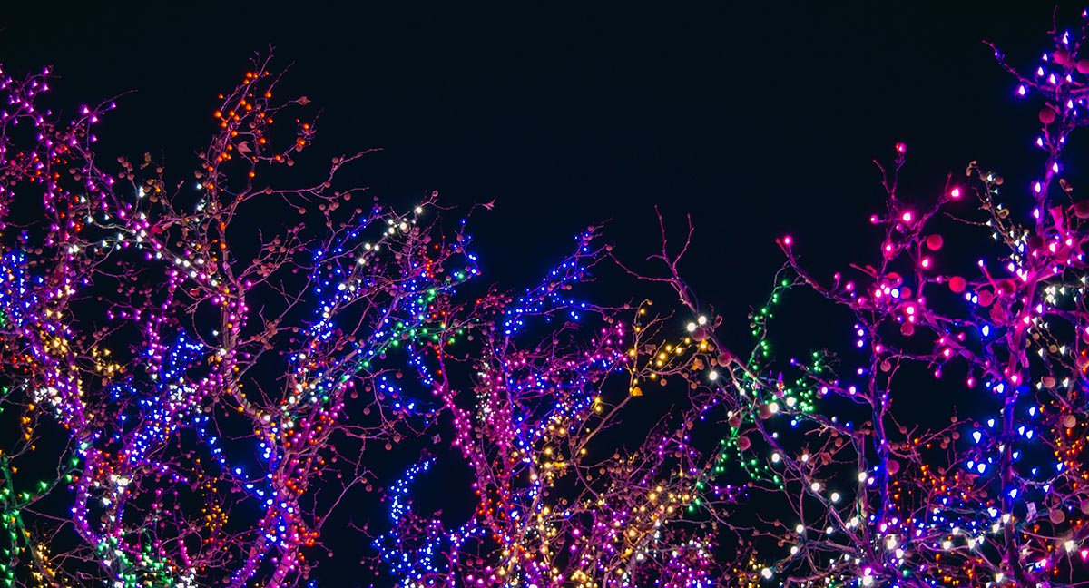 holiday lights on a tree at night