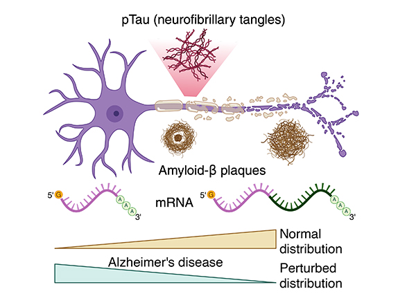 Diagram showing mRNA.