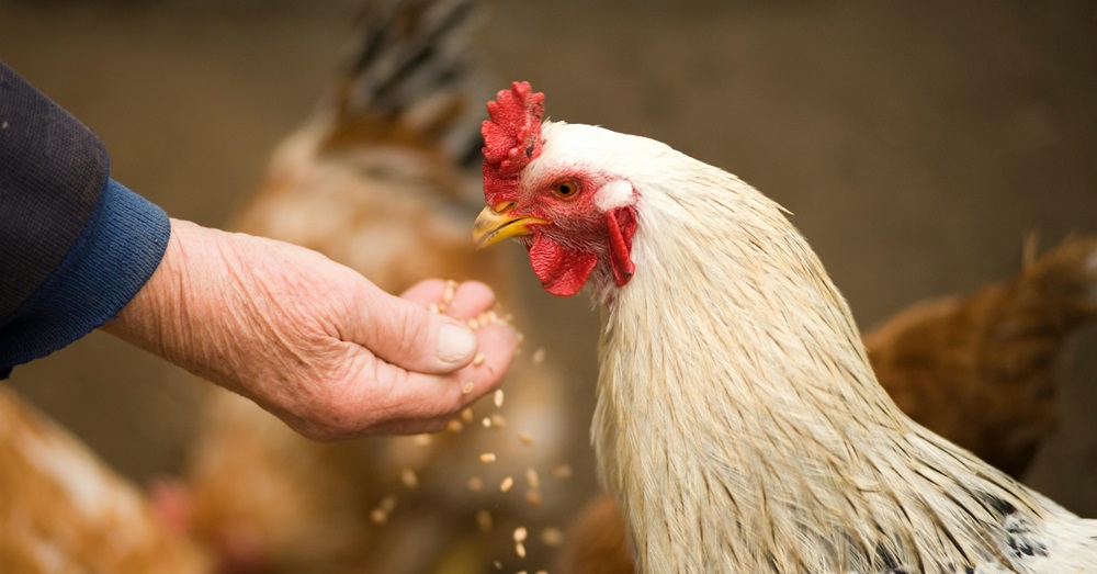 hand feeding a chicken