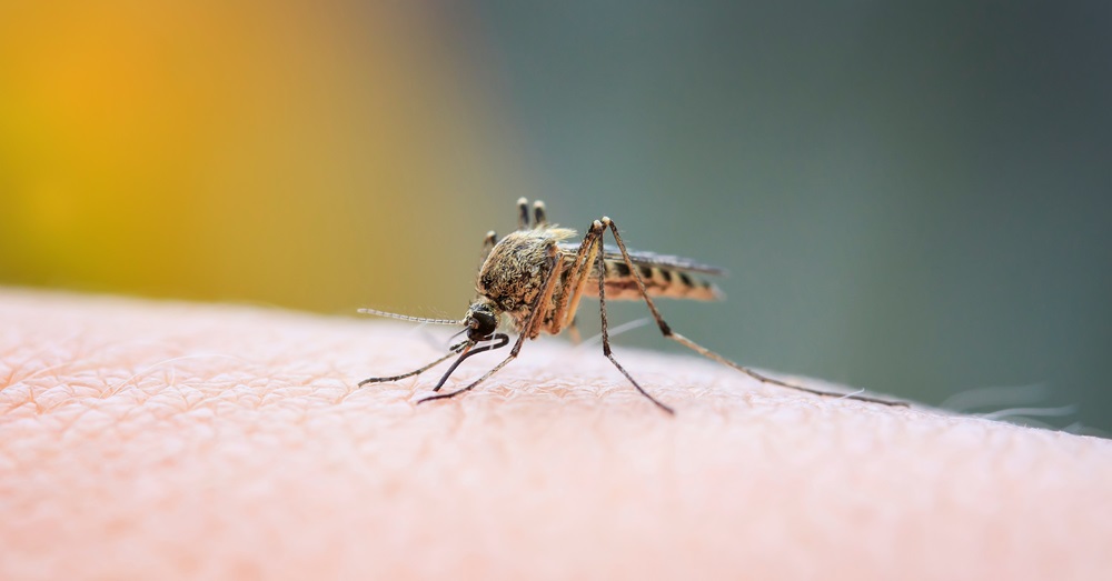 close up of a mosquito on skin