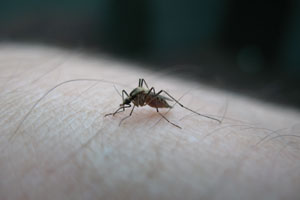 The West Nile virus is transmitted to humans through the bite of an infected mosquito. 