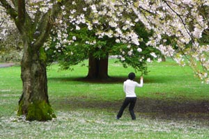Numerous forms of Tai Chi are practiced around the world.