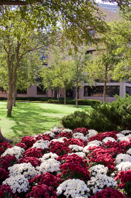 TTUHSC Happenings