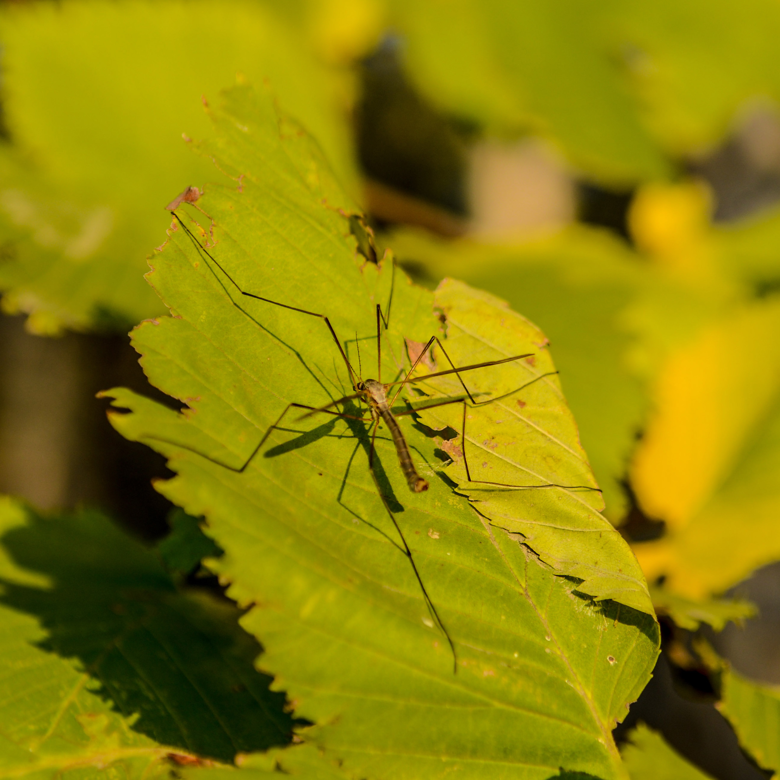 Don’t Let the Mosquitoes Bite